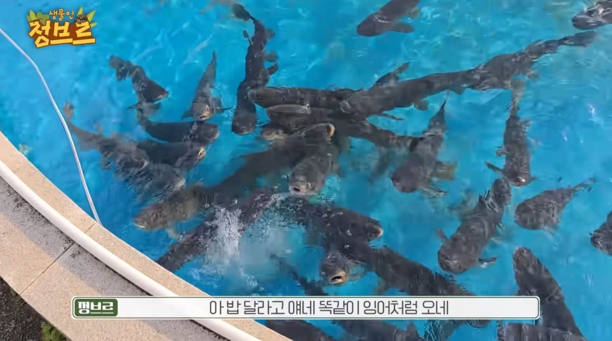아쿠아리움 뒷 공간에서 발견된 '초어' 떼. / 유튜브 '정브르'