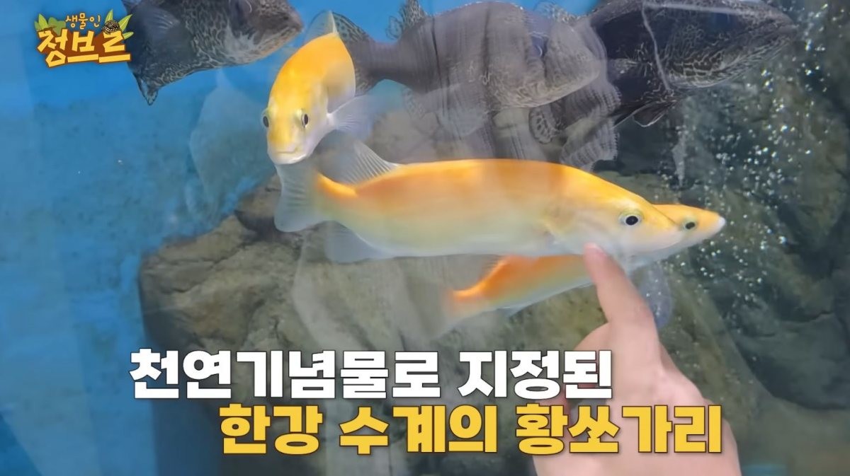 아쿠아리움에 있던 '황쏘가리'. / 유튜브 '정브르'