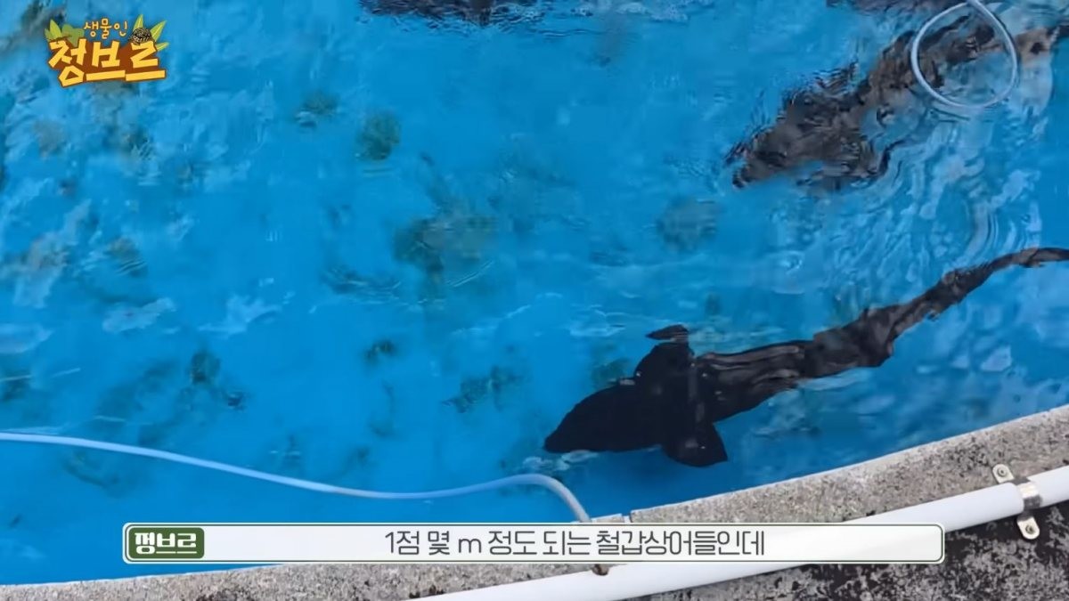 아쿠아리움 뒷 공간에서 발견된 '철갑상어'들 / 유튜브 '정브르'