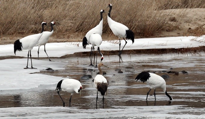 철원 한탄강에서 겨울을 보내는 두루미들 / 뉴스1