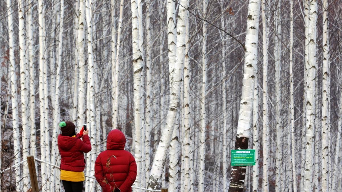 강원 인제군 원대리 자작나무숲을 감상 중인 관광객 모습. / 연합뉴스