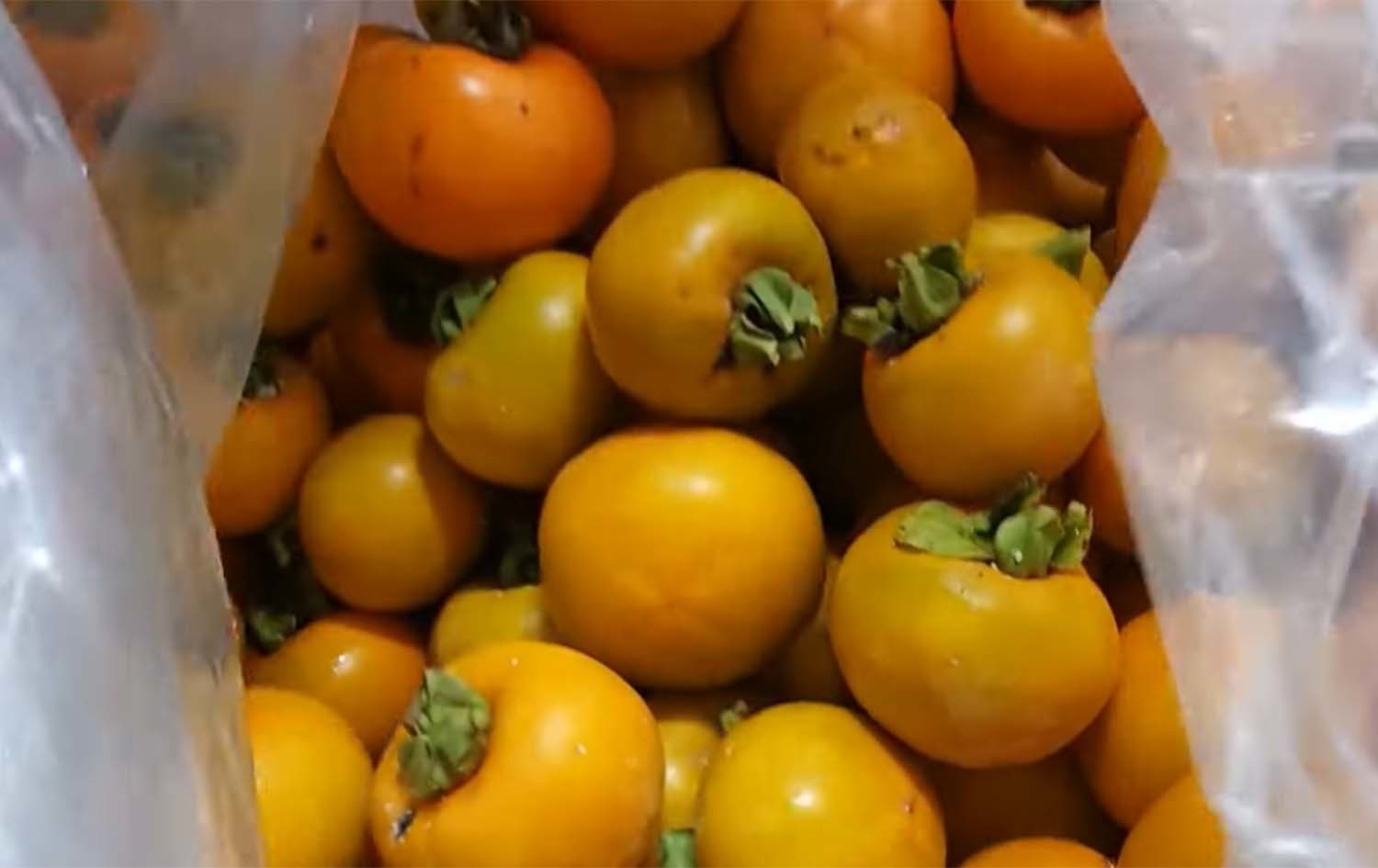 소주로 떫은 감을 우리는 모습. / '아강 치파랠리 Cifarelli' 유튜브