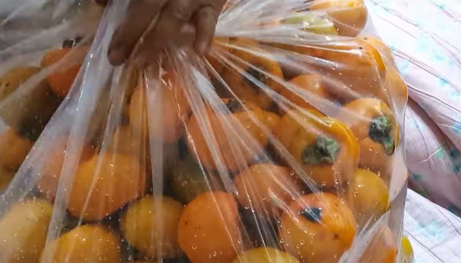 소주로 떫은 감을 우리는 모습. / '아강 치파랠리 Cifarelli' 유튜브