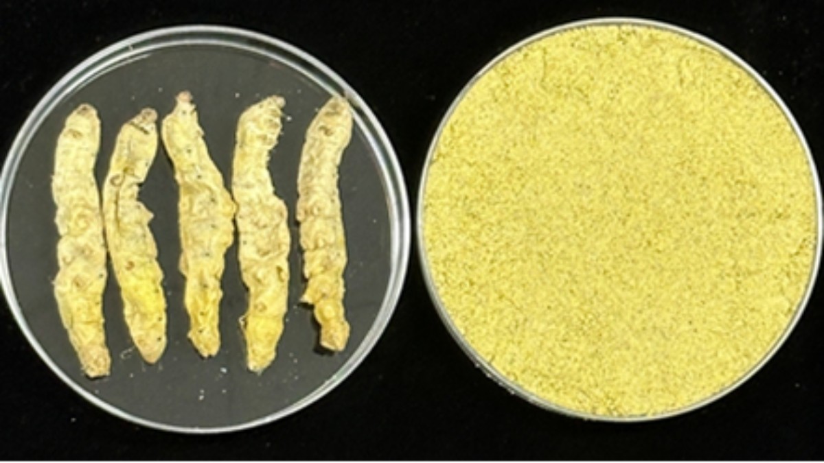 홍잠 원물과 분말 / 농촌진흥청 제공