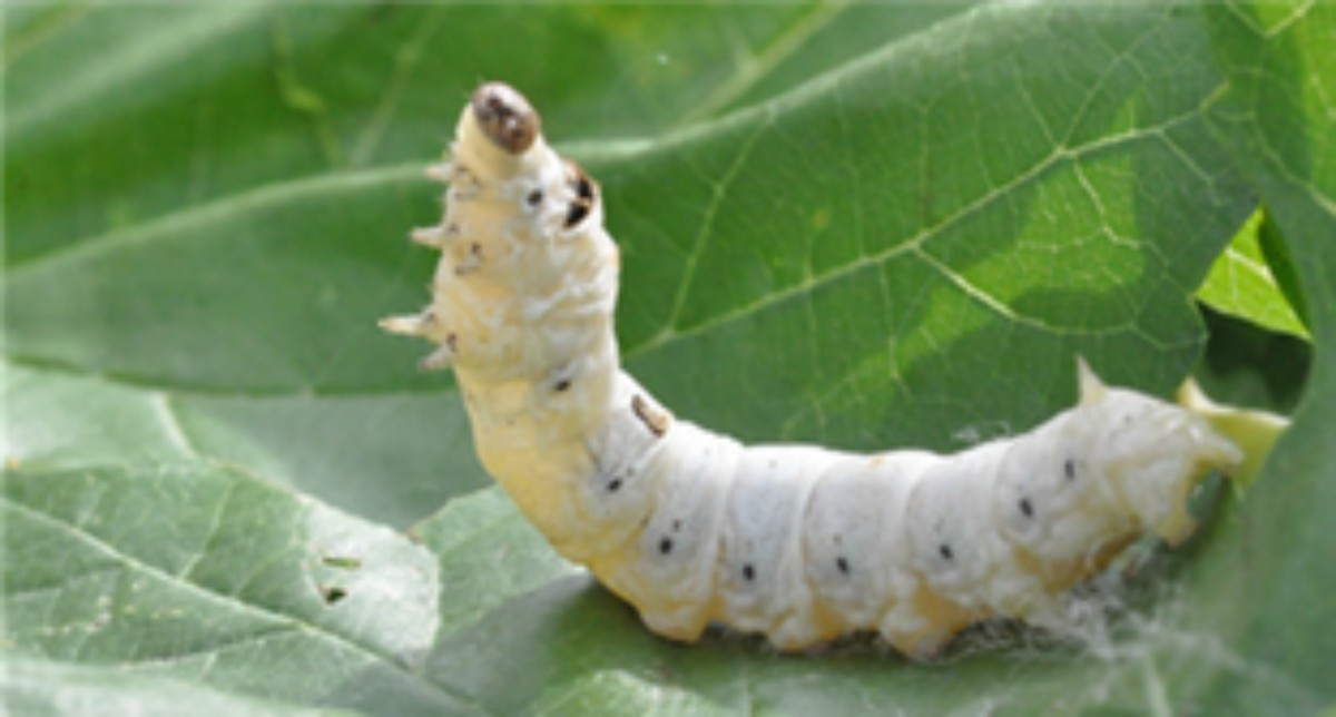 숙잠 (5령7~8일 누에) / 농촌진흥청 제공