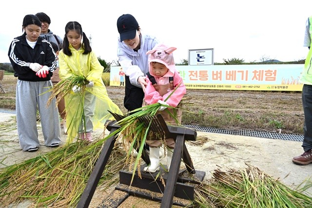 전통 벼 베기 체험