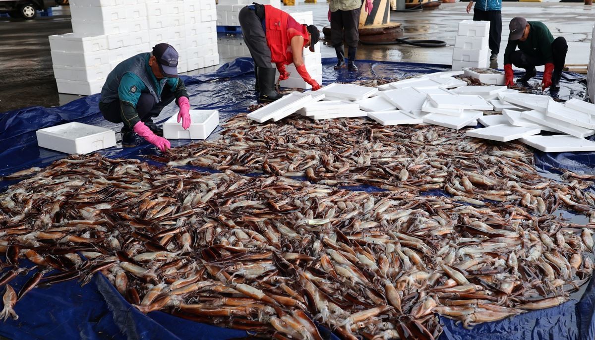 한국인들이 좋아하는 대표적인 국민 수산물 오징어 모습. 기사 이해를 돕기 위한 자료 사진 / 연합뉴스
