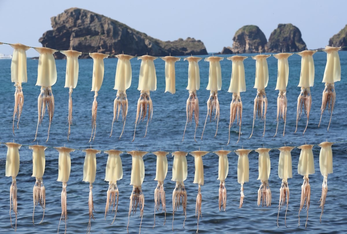 한 포구에서 오징어가 건조되고 있다. 기사 이해를 돕기 위한 자료 사진. 지난달 30일 한국해양수산개발원 수산업관측센터에 따르면 올해 10월 연근해산 오징어 생산량은 926톤으로 지난해 같은 달 대비 21.8% 감소했다. 이는 평년과 비교하면 84.1% 줄어든 수치이다. / 연합뉴스