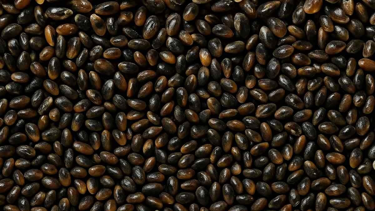 토종홍합 '참담치' 치패 여러 마리. 기사 내용 토대로 AI툴 활용해 제작한 자료사진.