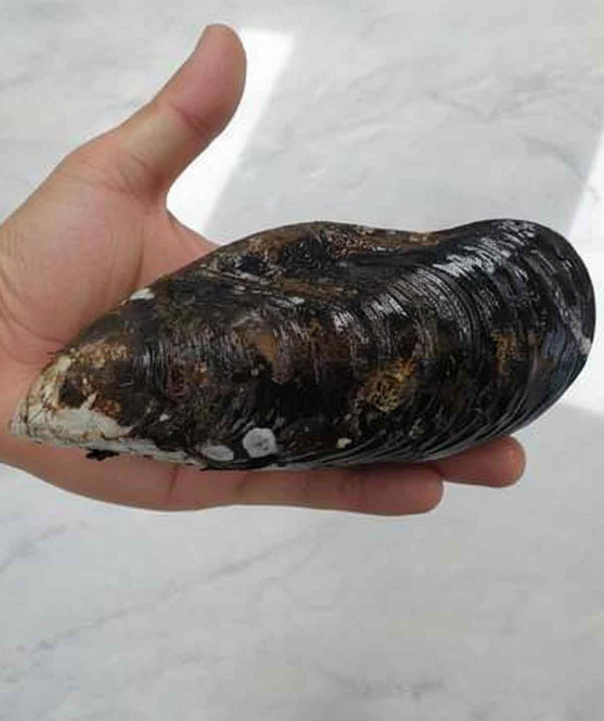 참담치. 기사 내용 토대로 AI툴 활용해 제작한 자료사진.