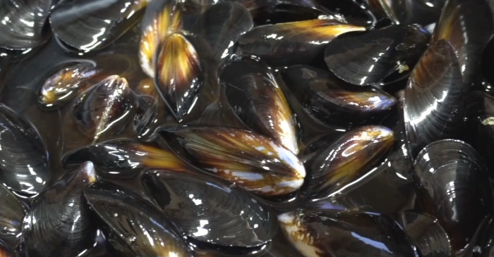 유튜브 '딸을 위한 레시피 Recipes for daughters'