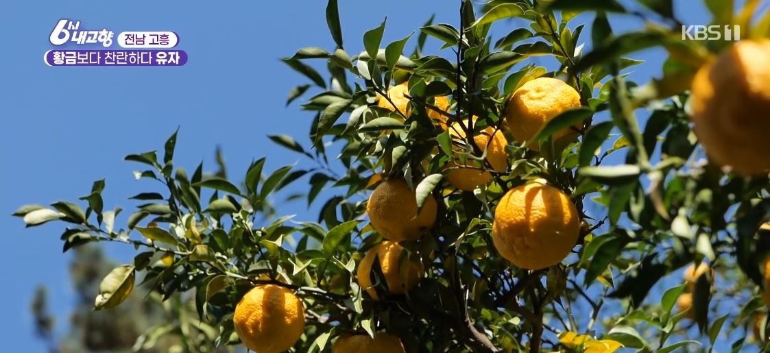 유튜브 'KBS광주'