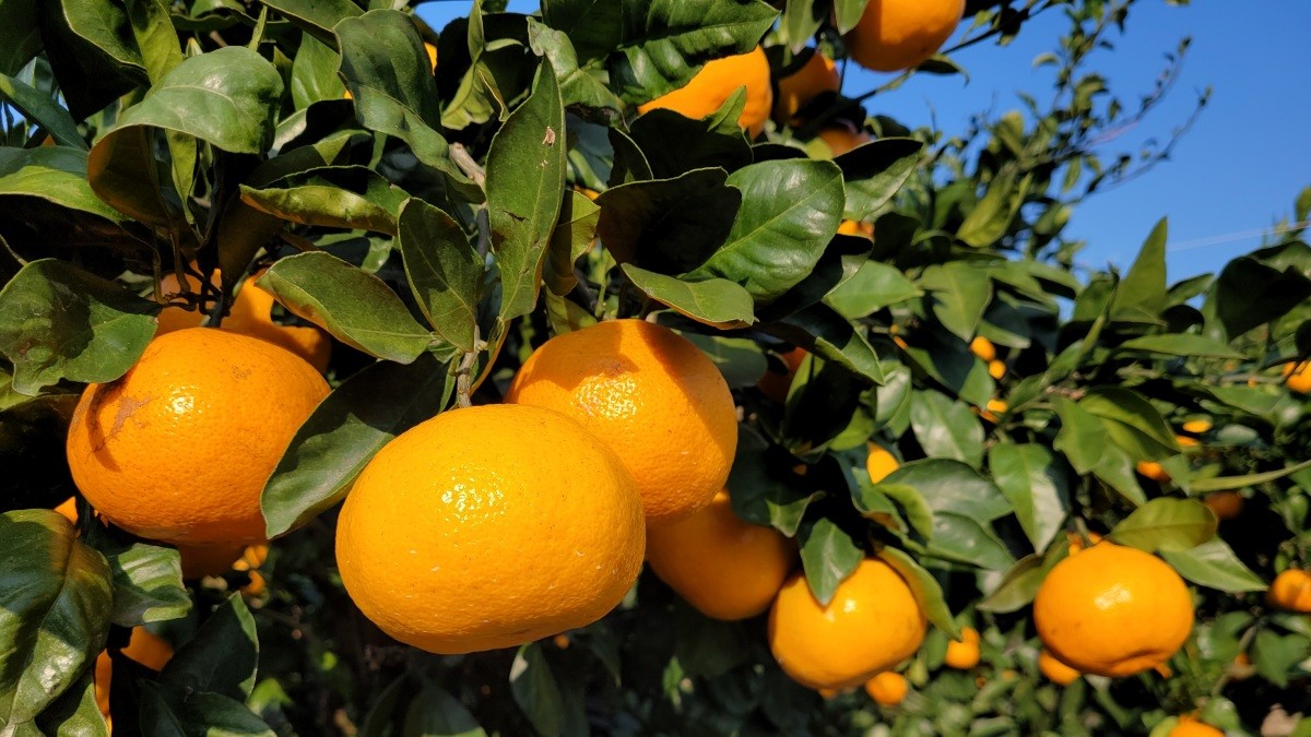 기사 내용 이해를 돕기 위한 귤 사진 / jongholee-Shutterstock.com