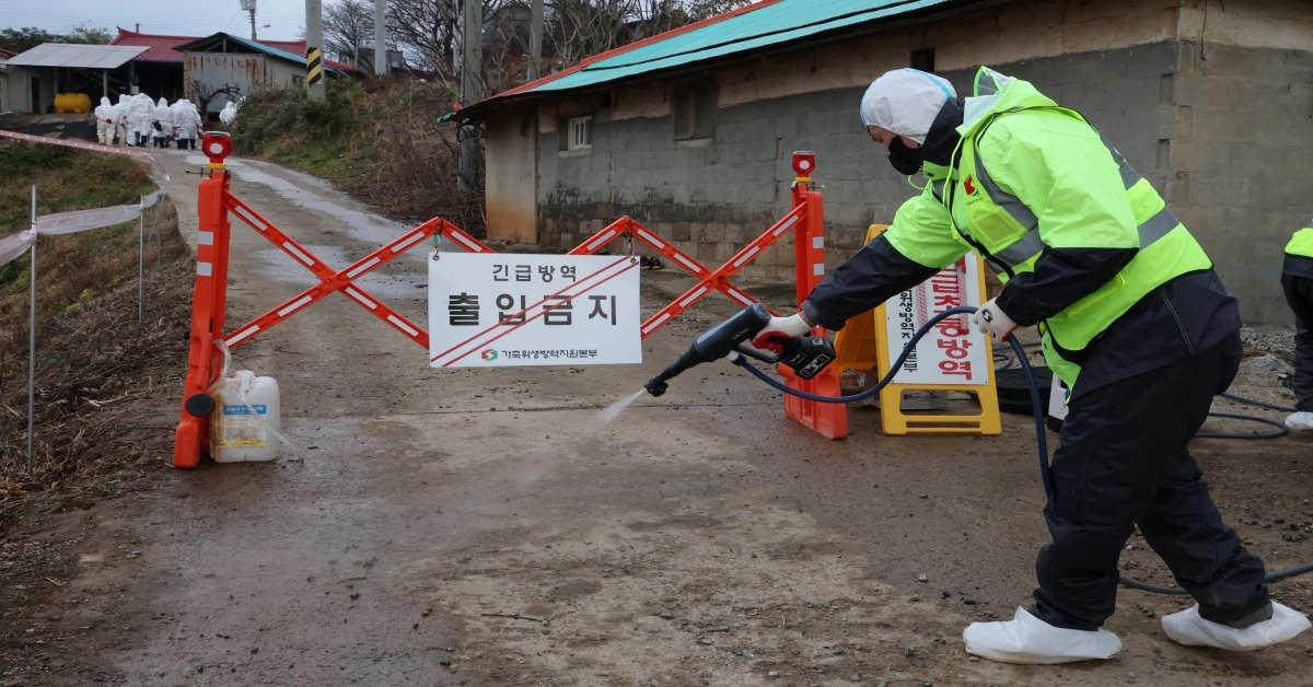 방역 관계자가 돼지농장 입구를 소독하고 있다 / 뉴스1
