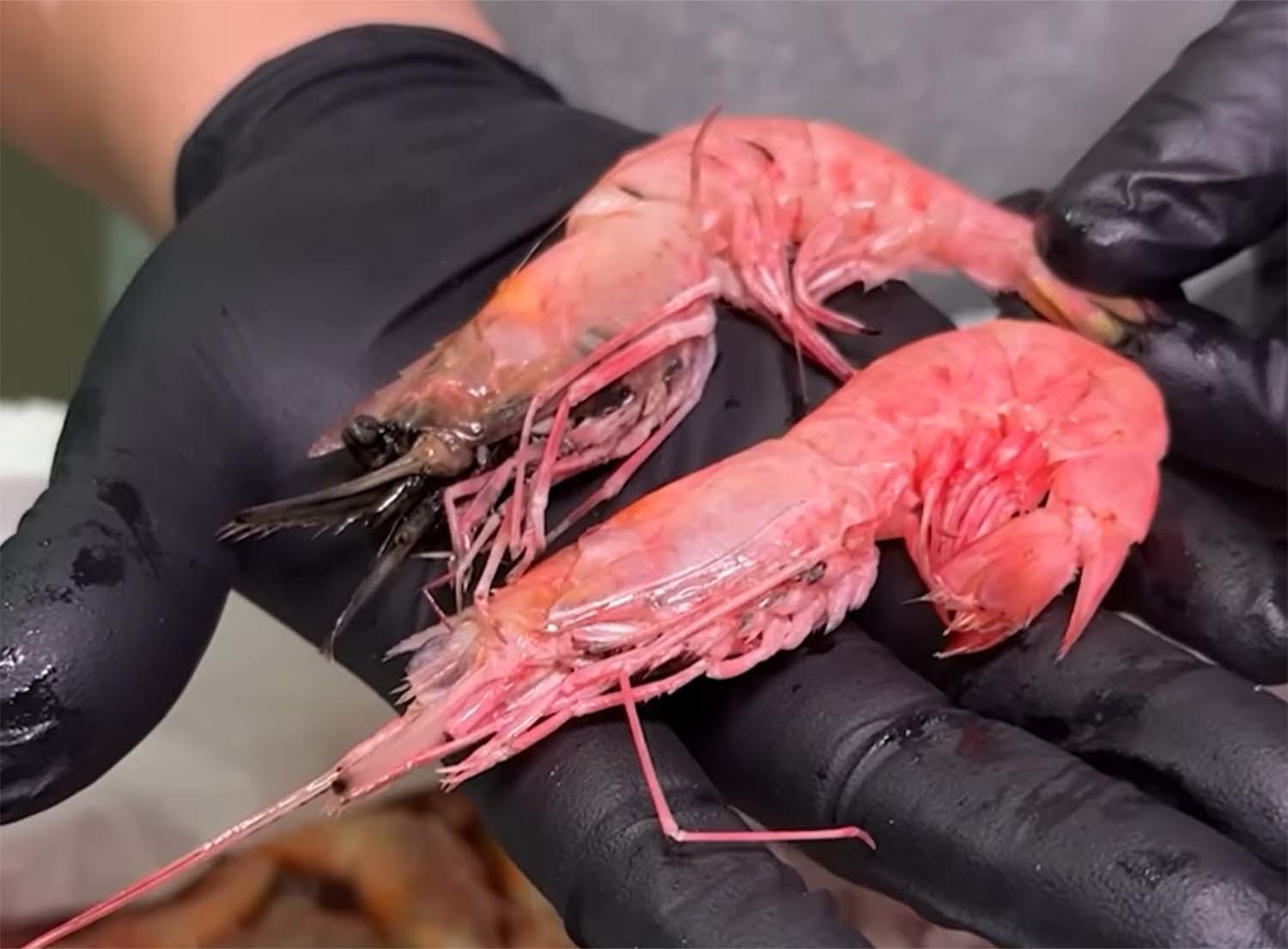 전남 여수시에서 달마새우로 불리는 대롱수염새우. / '마초TV' 유튜브