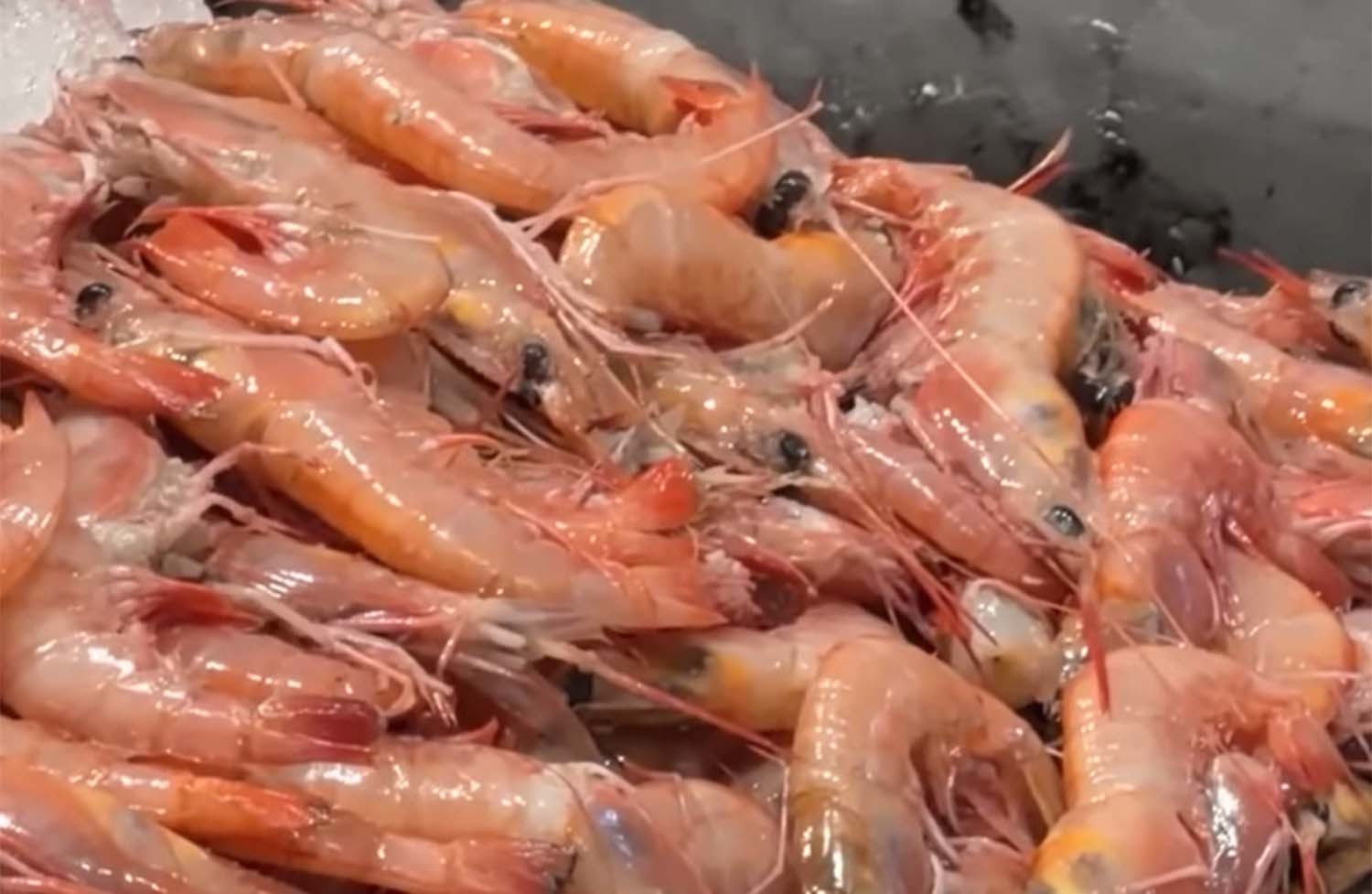 전남 여수시에서 달마새우로 불리는 대롱수염새우. / '마초TV' 유튜브