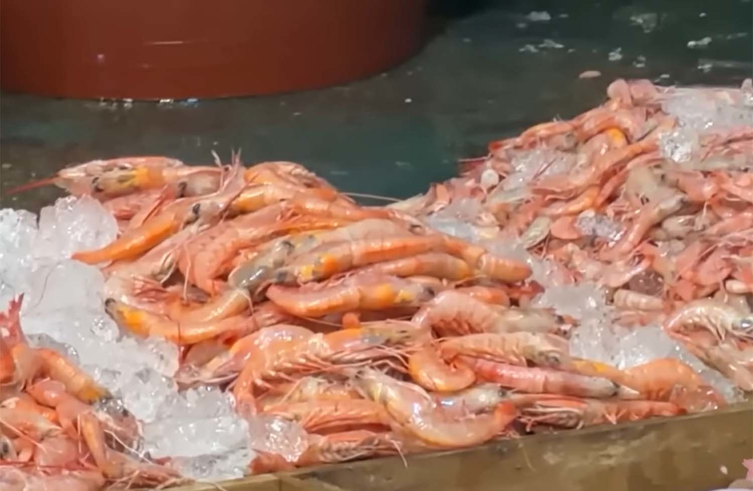 전남 여수시에서 달마새우로 불리는 대롱수염새우. / '마초TV' 유튜브