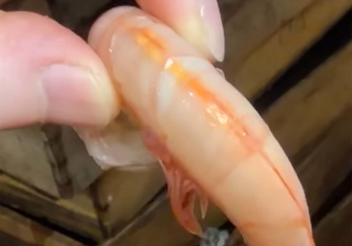 전남 여수시에서 달마새우로 불리는 대롱수염새우. / '마초TV' 유튜브