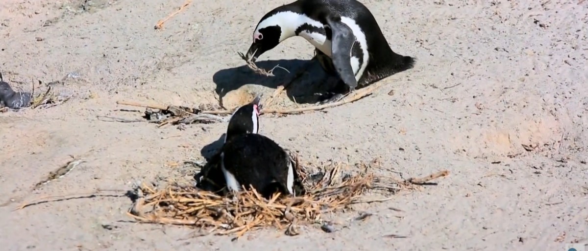 아프리카 펭귄. / 유튜브 'EBS 컬렉션 - 라이프스타일' 영상 캡쳐