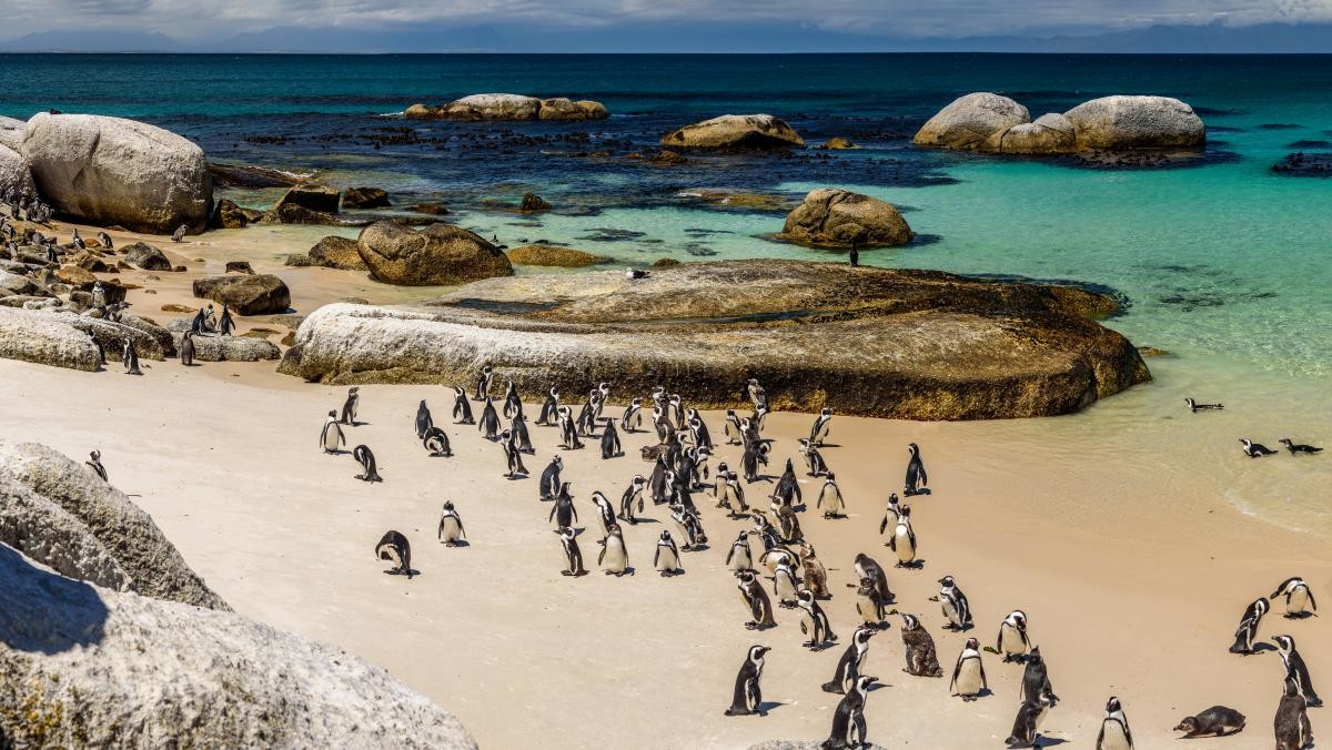 아프리카 펭귄. / Ondrej Bucek-shutterstock.com