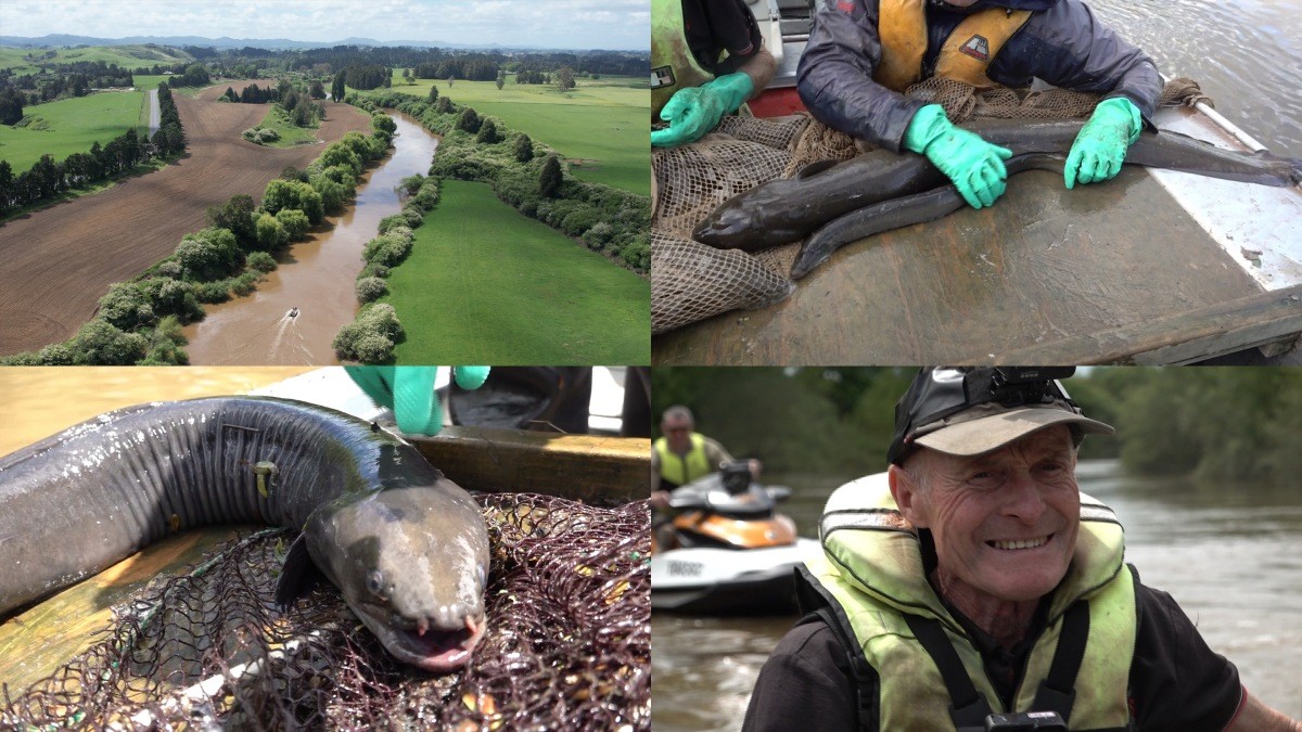 EBS1 '극한직업' 미리보기 페이지에서 제공하는 '뉴질랜드 대물 장어잡이와 양털 깎기' 편 자료 사진 / EBS 제공