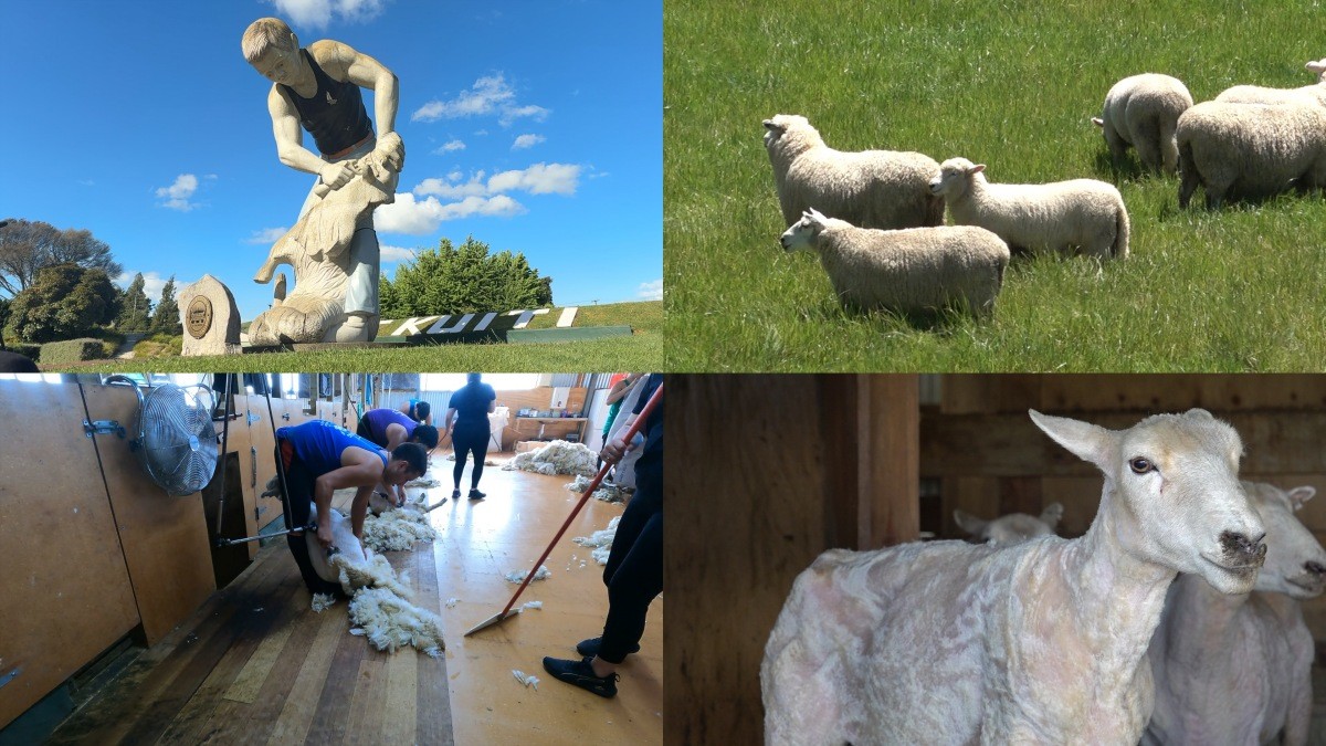 EBS1 '극한직업' 미리보기 페이지에서 제공하는 '뉴질랜드 대물 장어잡이와 양털 깎기' 편 자료 사진 / EBS 제공