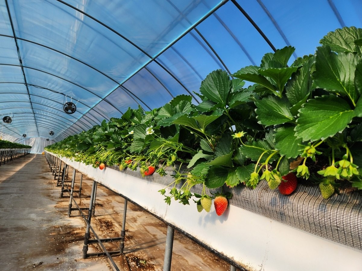 봉화군의 딸기 재배 / 봉화군 제공