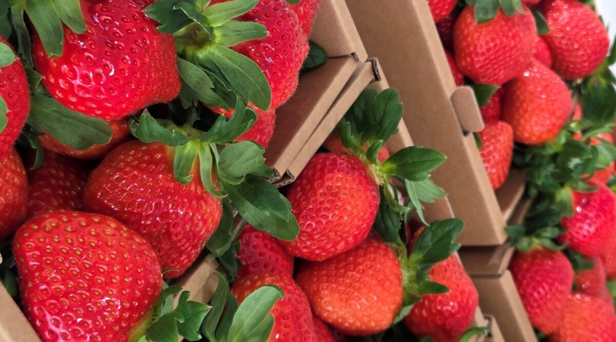 봉화딸기 / 봉화군청 제공