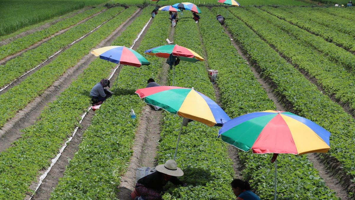 딸기밭에서 일꾼들이 파라솔을 펼쳐두고 뙤약볕을 피해 일하고 있다. 기사의 이해를 돕기 위한 사진 / 뉴스1