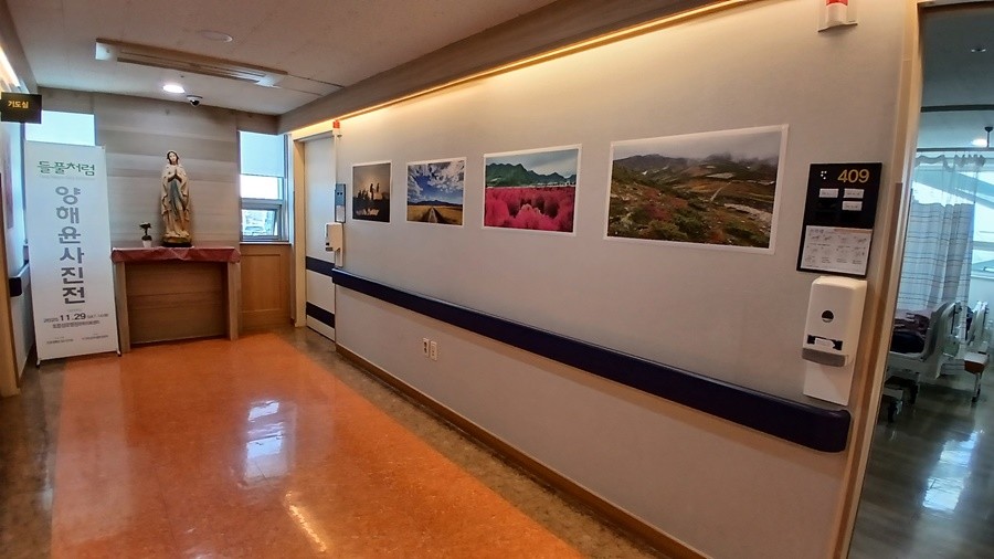 경북 포항성모병원 '들꽃 사진전' 모습 / 이하 포항성모병원 제공