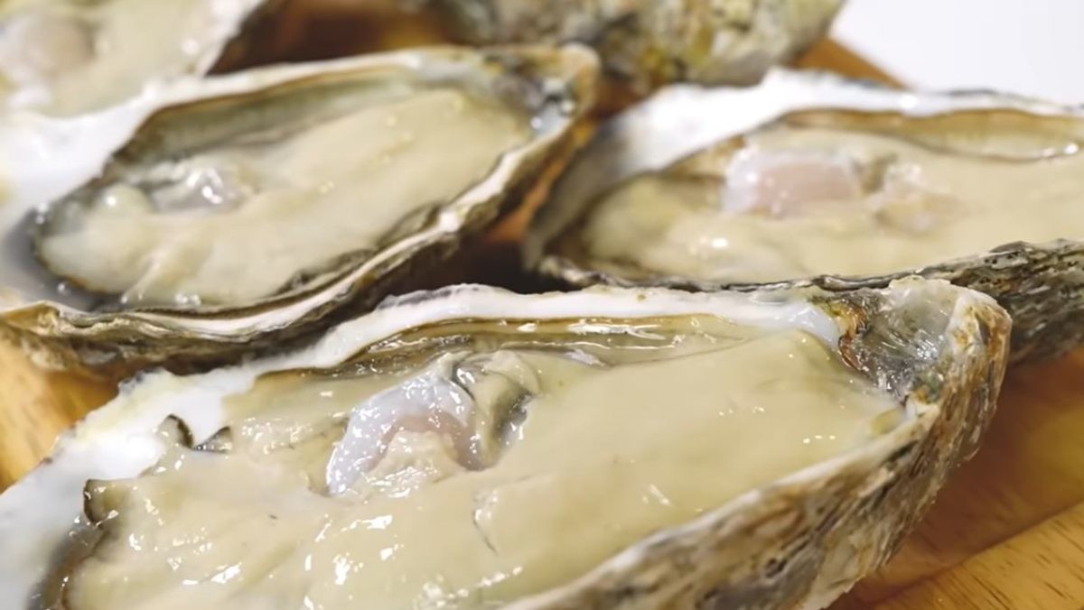 고급 굴 품종 '스텔라마리스' 모습. / 유튜브 '입질의추억TV jiminTV'