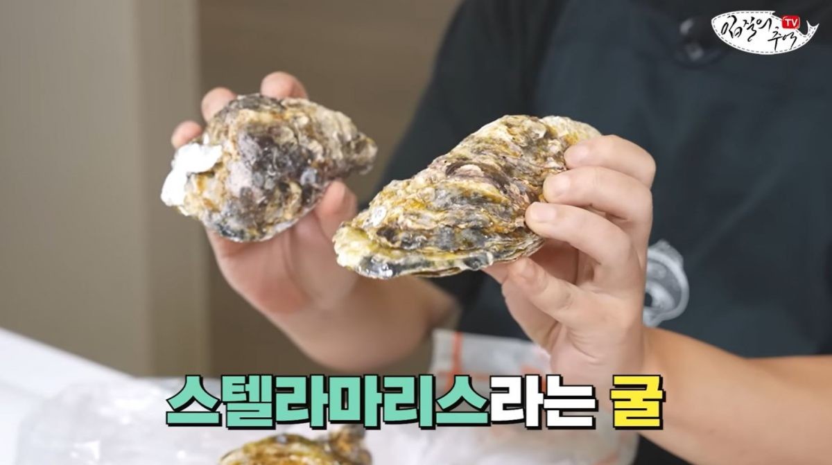 고급 굴 품종 '스텔라마리스' 모습. / 유튜브 '입질의추억TV jiminTV'