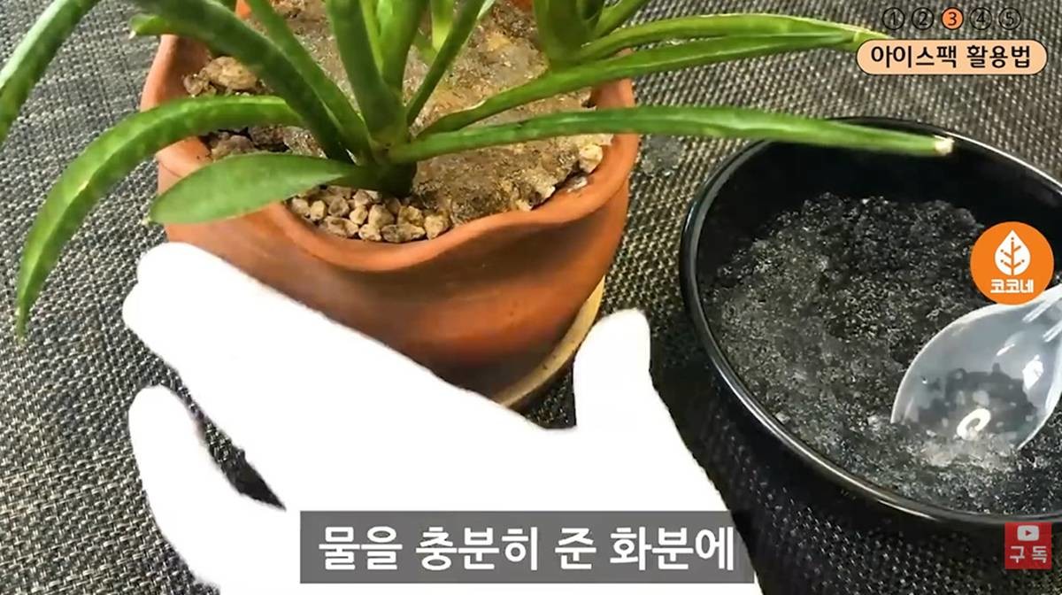 화분에 주기도 / 유튜브 '코코네'