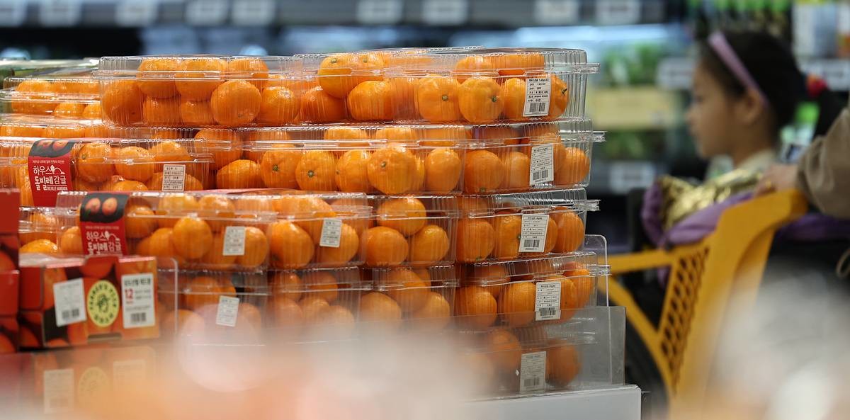 금이 된 귤 / 뉴스1