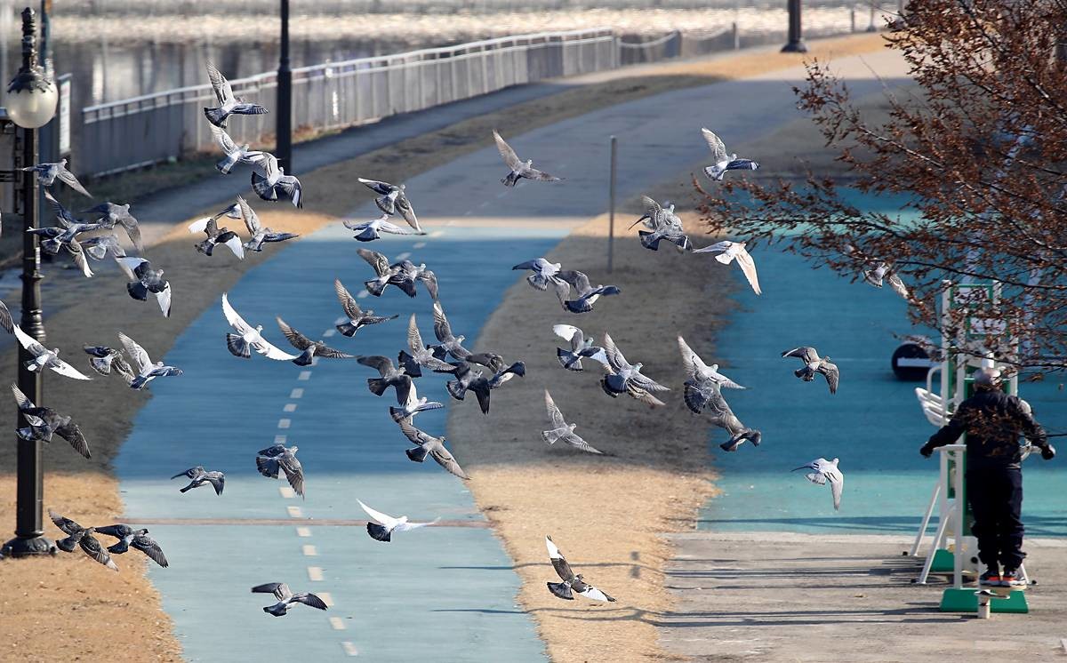 비둘기가 떼를 지어 날고 있다 / 뉴스1