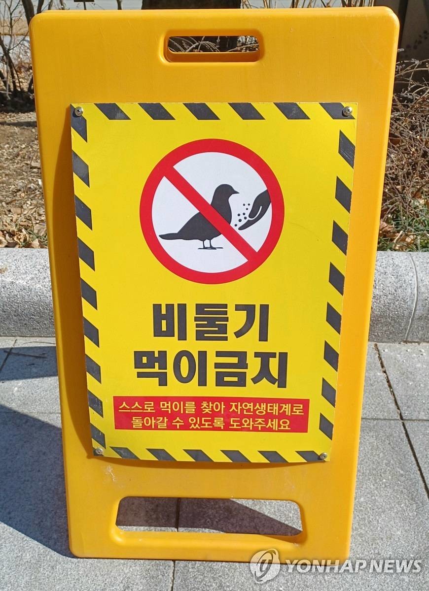 비둘기 먹이 금지 / 연합뉴스