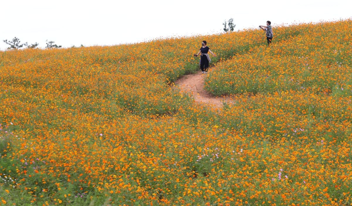 경기 안성시 공도읍 안성팜랜드에 만개한 황화코스모스. / 뉴스1
