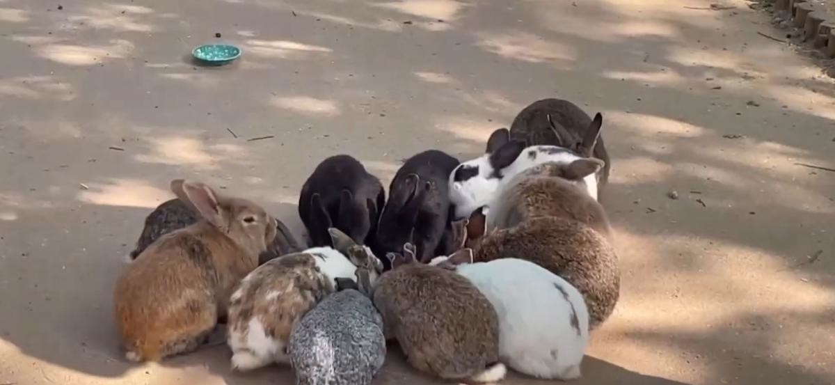 안성팜랜드. / 유튜브 'U_MERRY / 유메리' 영상 캡쳐