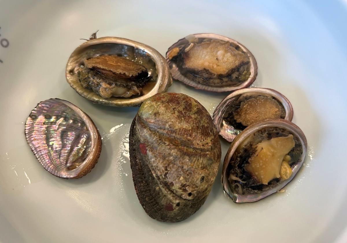 제주 오분자기 / 연합뉴스