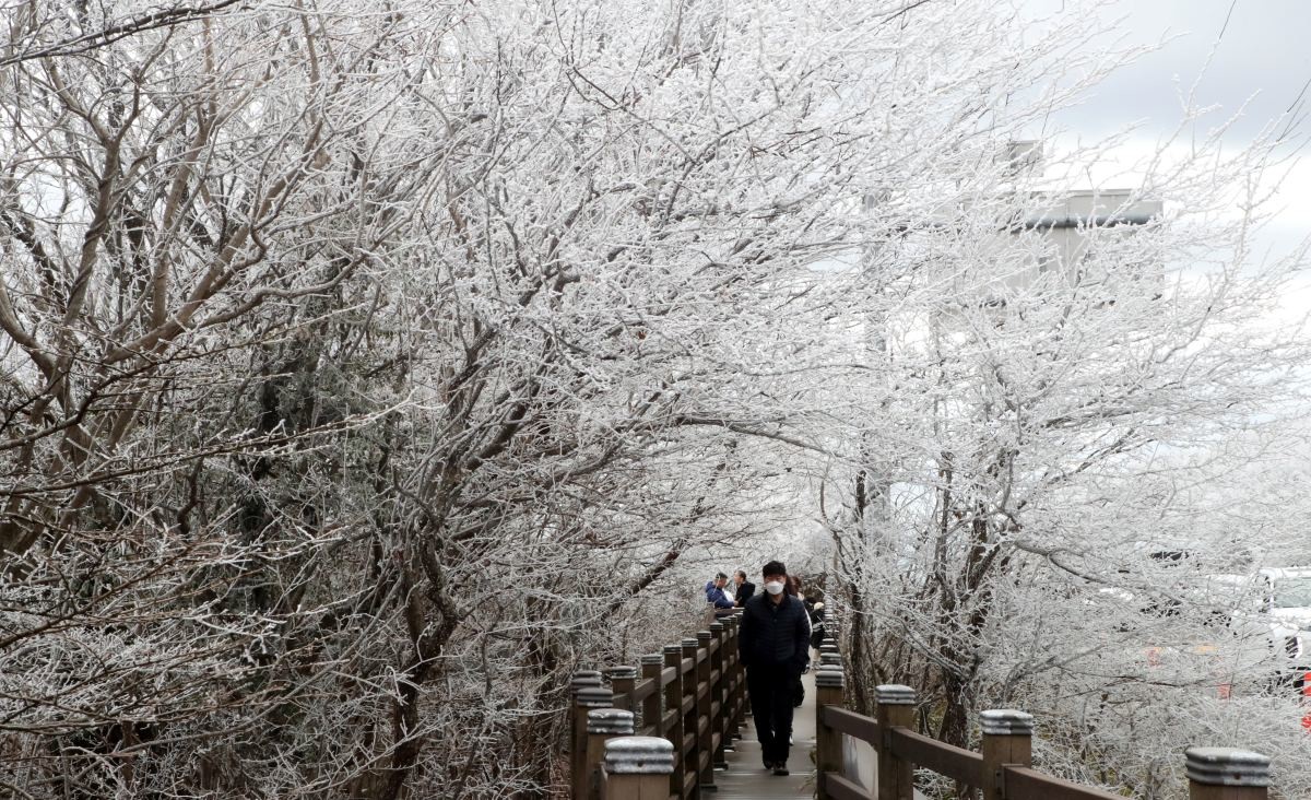 제주 한라산 1100고지에서 도민들과 관광객이 눈꽃 설경을 즐기고 있다. / 뉴스1