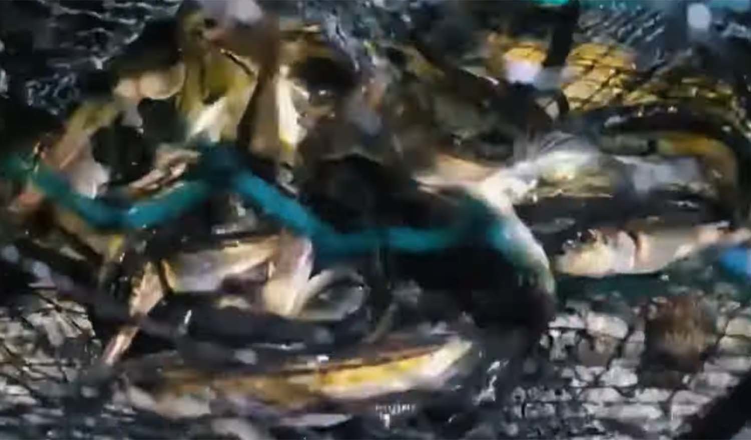 통발을 가득 채운 도루묵. / '다시바다로' 유튜브 채널