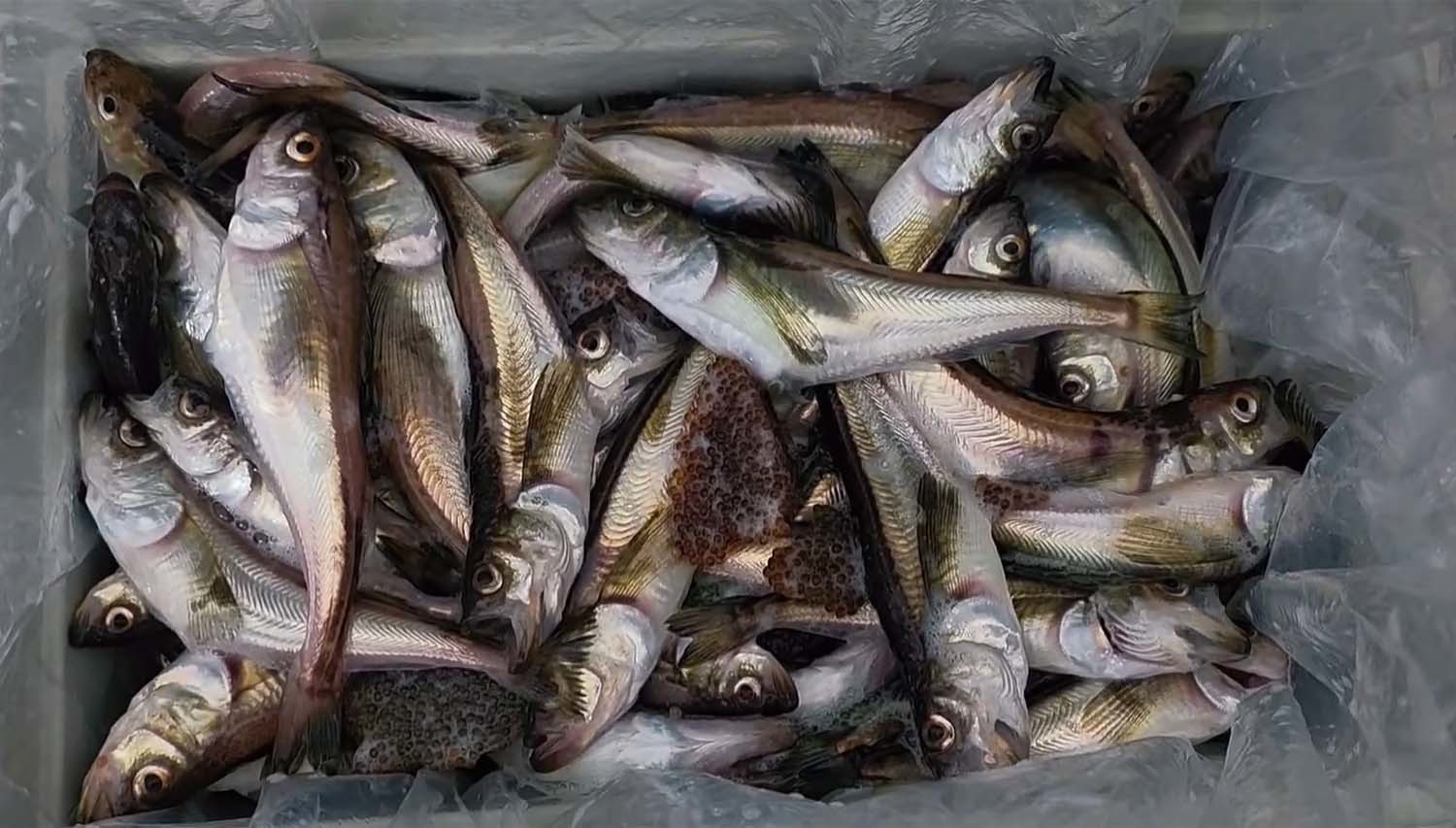 유튜버가 통발로 낚은 도루묵. ' 다시바다로' 유튜브 채널