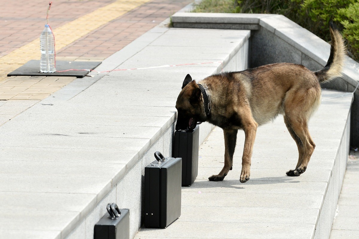 경찰견이 폭발물을 탐지해 찾아내고 있다. / 뉴스1
