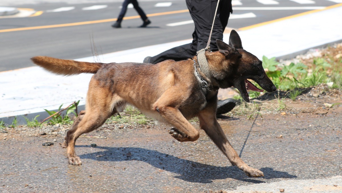 경찰 수색견 / 뉴스1