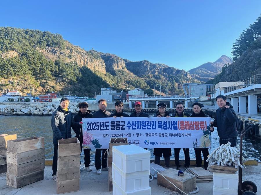 울릉군은 9일 남양어촌계 마을어장에 자체 생산한 어린 홍해삼 약 15만 마리를 추가 방류했다/울릉군