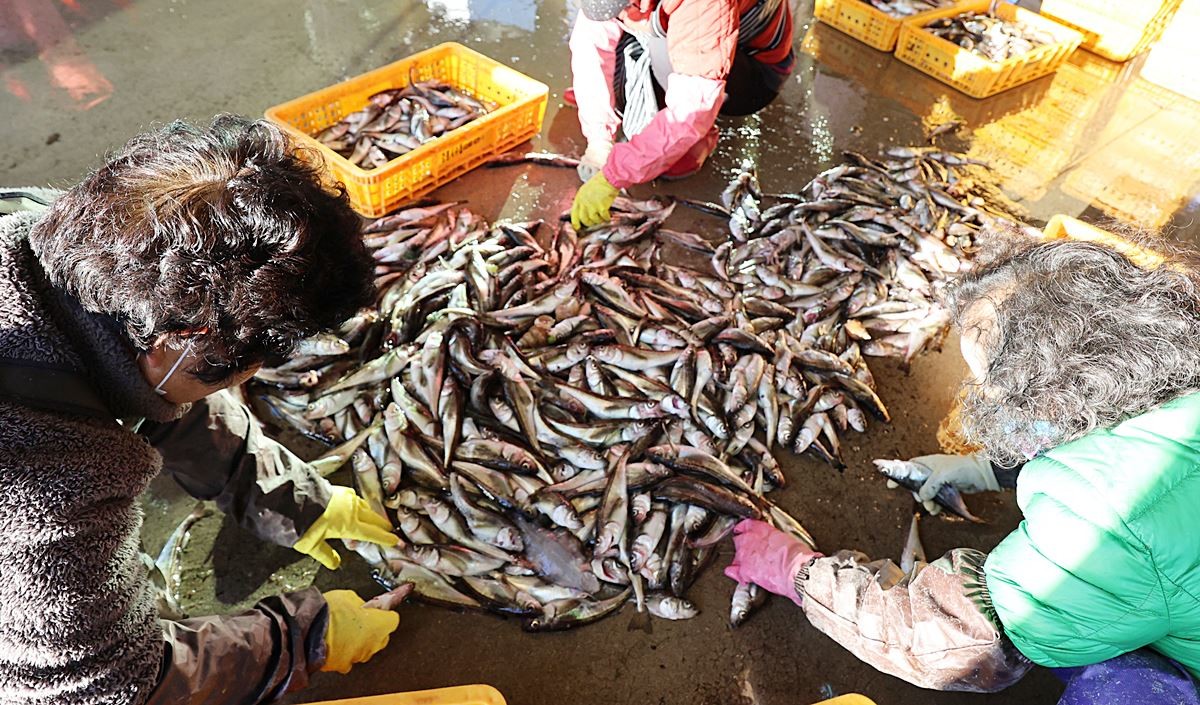 강원 강릉시 주문진항에서 어민들이 잡아 온 동해안 겨울철 별미 도루묵의 산별작업이 이뤄지고 있다. 기사 이해를 돕기 위한 자료 사진 / 연합뉴스