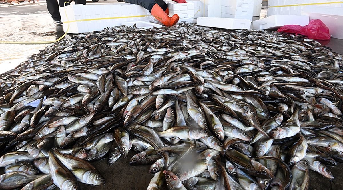 강원 강릉시 주문진항에 어민들이 갓 잡아 온 동해안 겨울 별미 도루묵이 가득하다. 기사 이해를 돕기 위한 자료 사진 / 연합뉴스