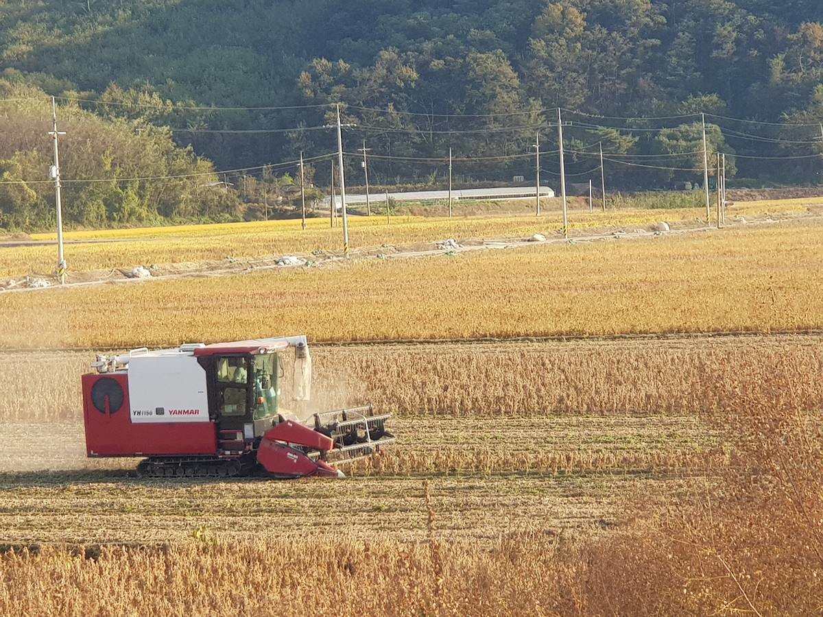 문경시의 공동영농 이모작 콩 수확 참고 사진/경북도