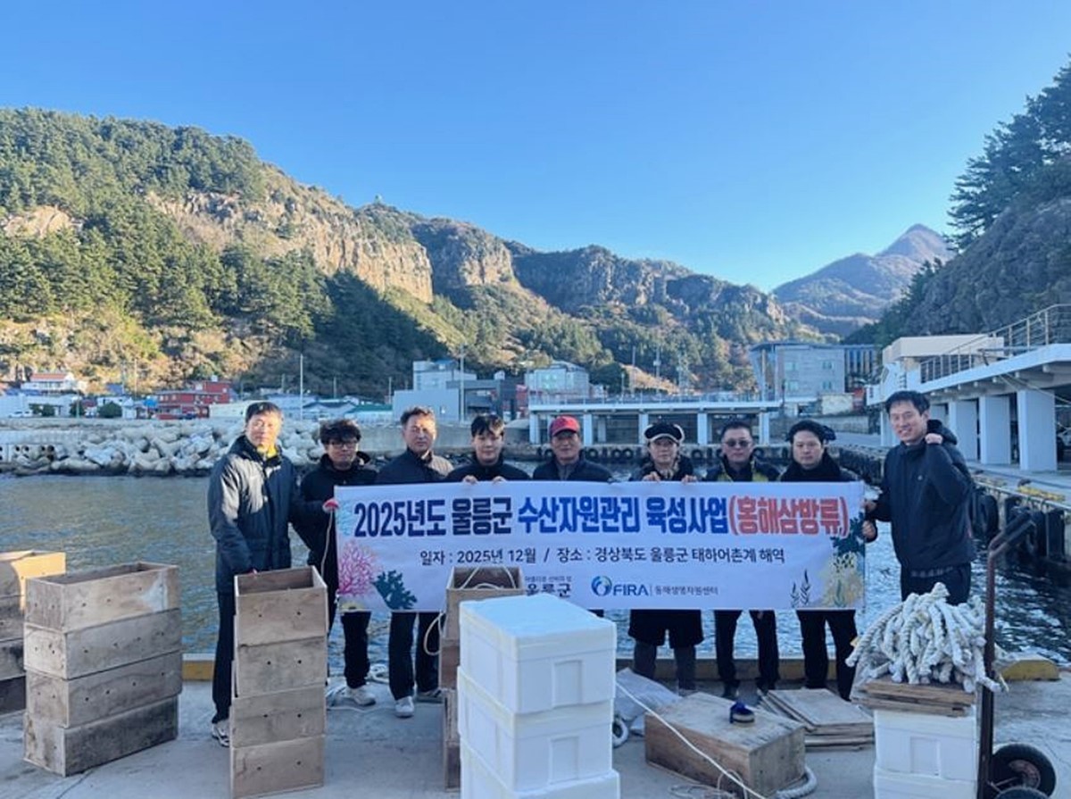 경북 울릉군은 9일 남양어촌계 마을어장에 자체 생산한 어린 홍해삼 약 15만 마리를 추가로 방류했다. / 울릉군 제공