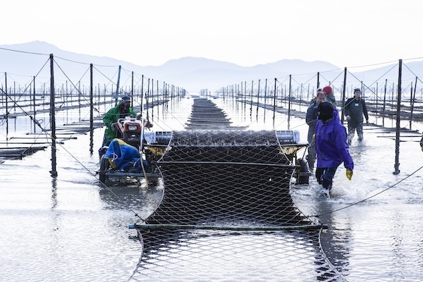 지주식 김 수확 / 고창군